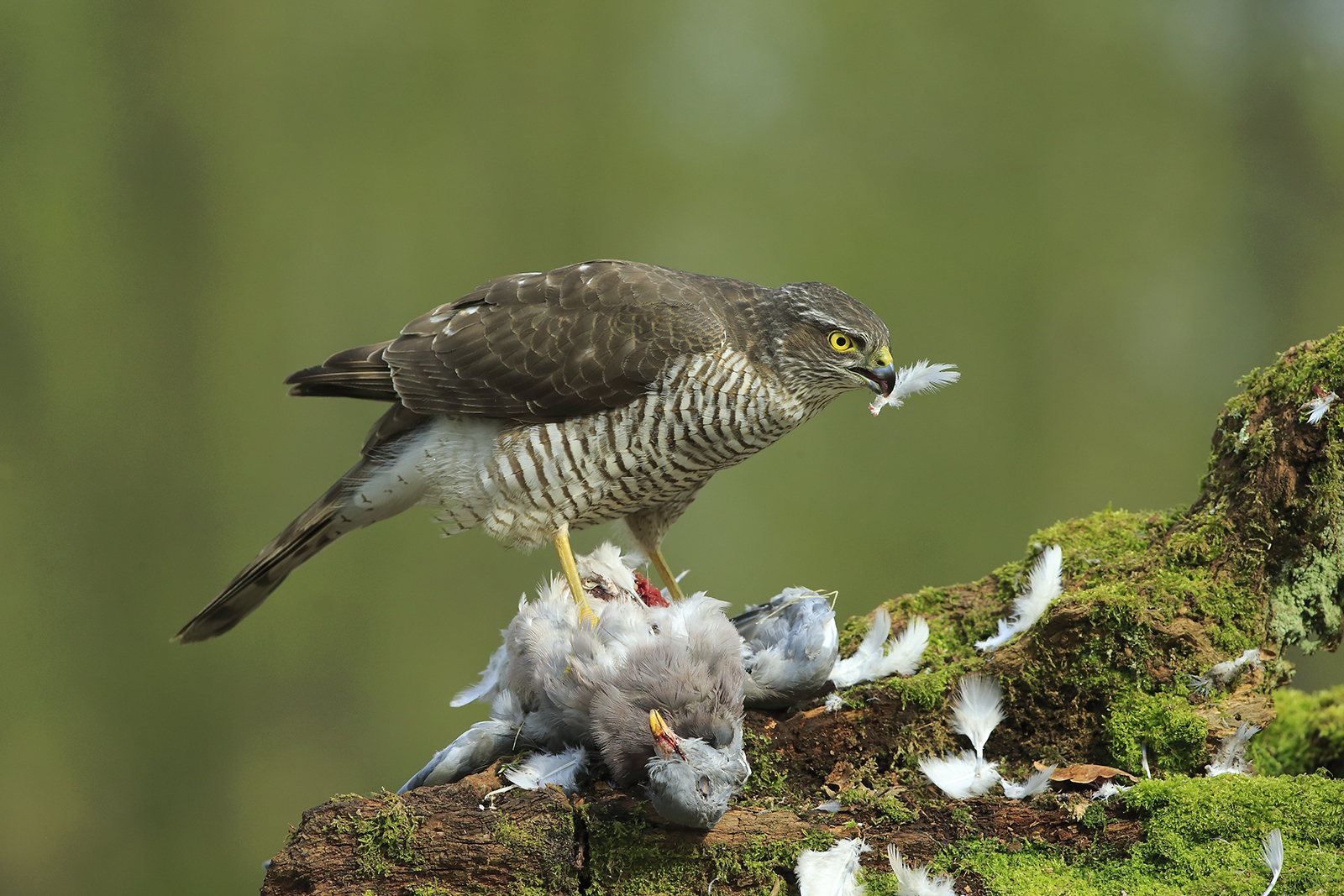 SPARROW HAWK HOLDS FEATHER